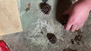 Perfect Pine Cones