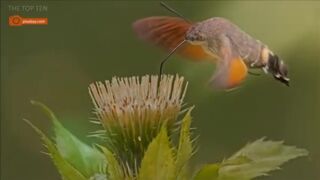 Top 10 Weirdest Moth Species